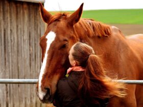 The Benefits Of Therapy Animals