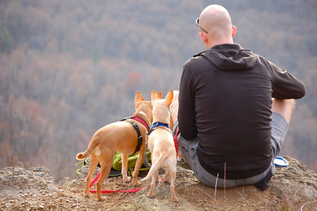 The Power of Pets in Addiction Recovery: Psychological and Physiological Benefits Pet Friendly Rehabs