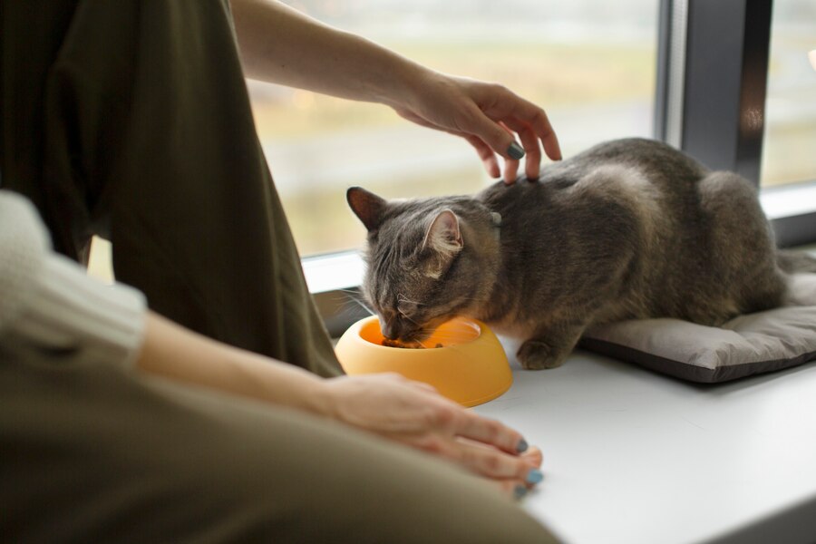 Cat-Friendly Drug Rehab: Creating a Safe Space for Your Feline Friend Pet Friendly Rehabs