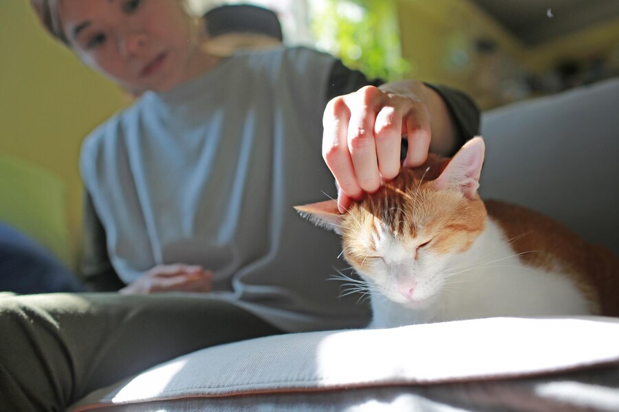 Cat-Friendly Drug Rehab: Creating a Safe Space for Your Feline Friend