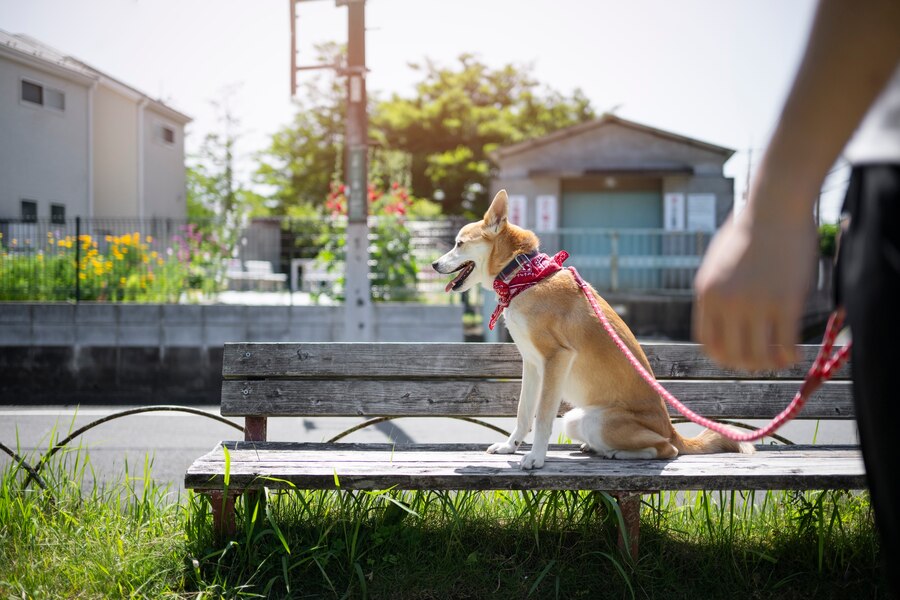 Creating a Pet-Friendly Environment in a Drug Rehab Facility