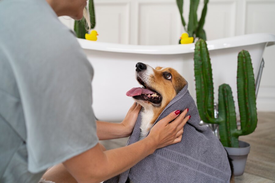 Pet Boarding and Care Options During Rehab: Ensuring Your Pet's Well-being Pet Friendly Rehabs