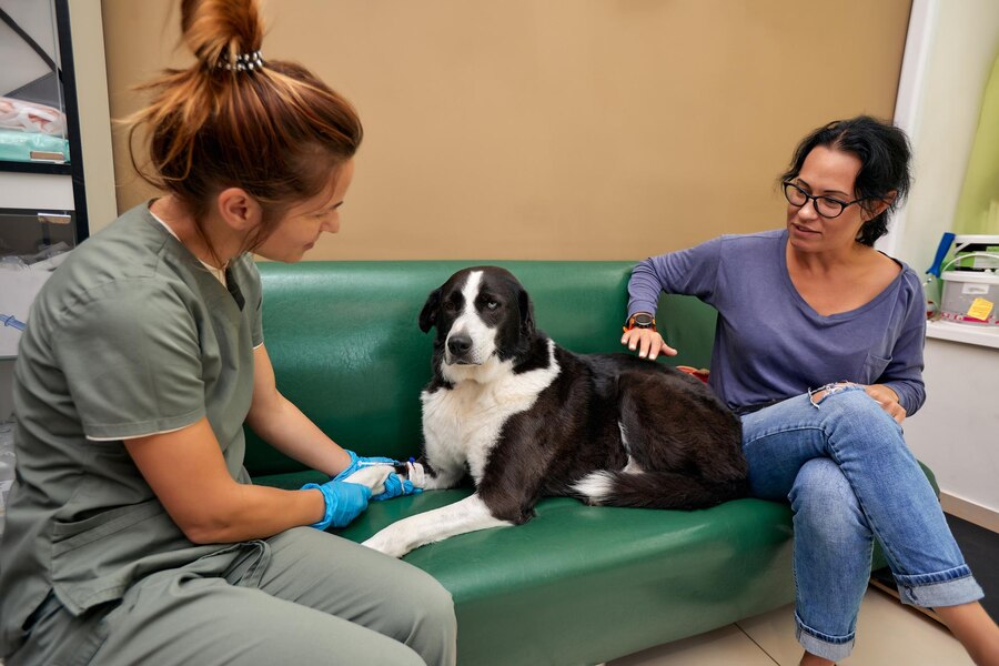 Pet-Friendly Drug Rehab Southern California