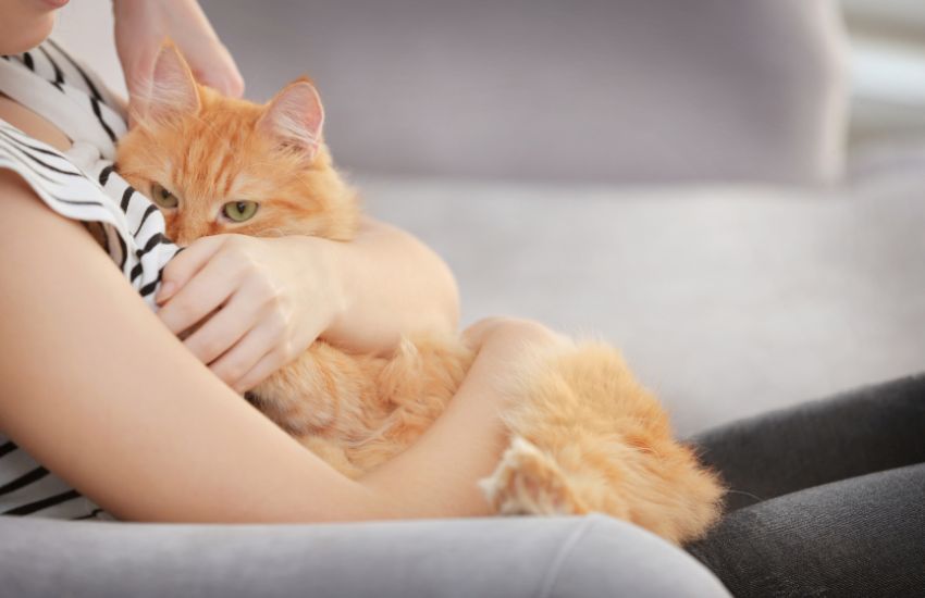 Cat-Friendly Substance Abuse Treatment Programs in Southern California Pet Friendly Rehabs