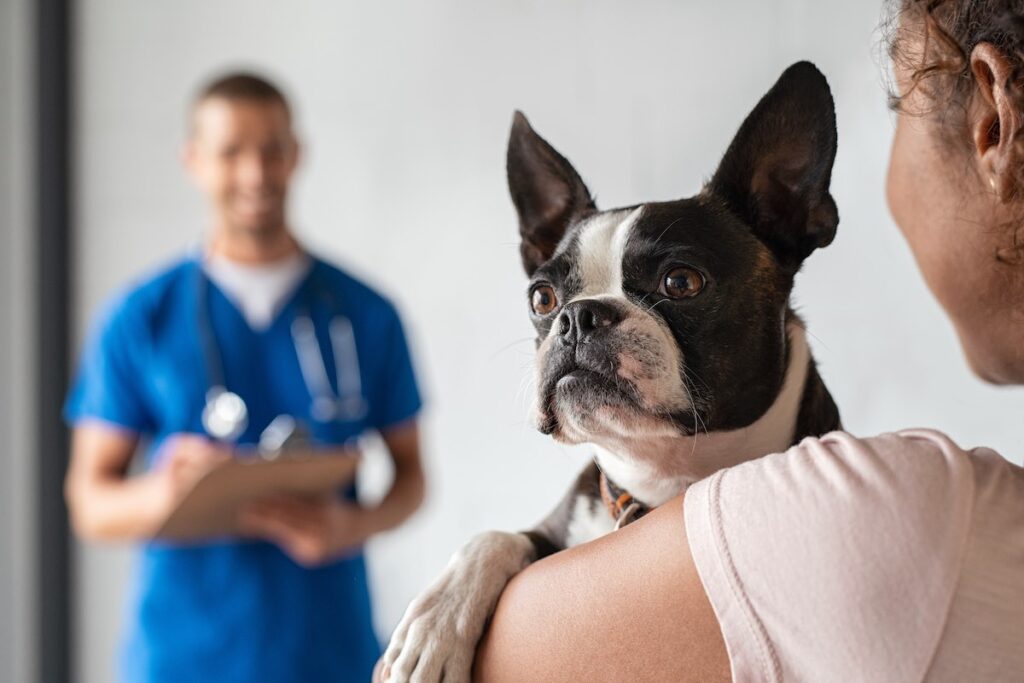 Bringing Your Pet to Rehab: Tips for a Smooth Transition