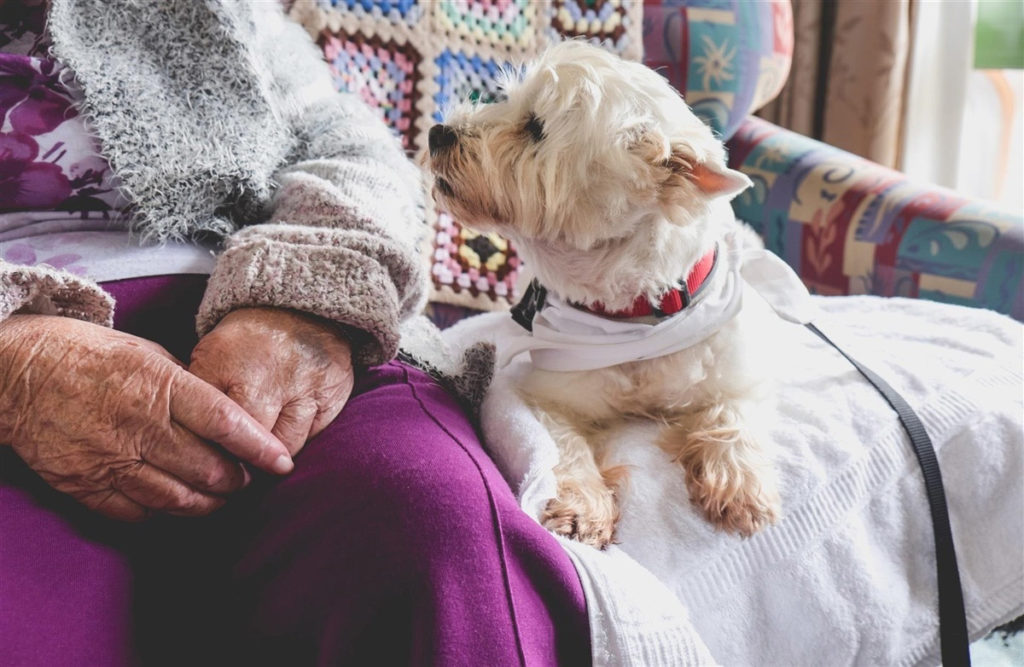 Pet Visitation Policies in Rehab Facilities: A Comprehensive Guide Pet Friendly Rehabs