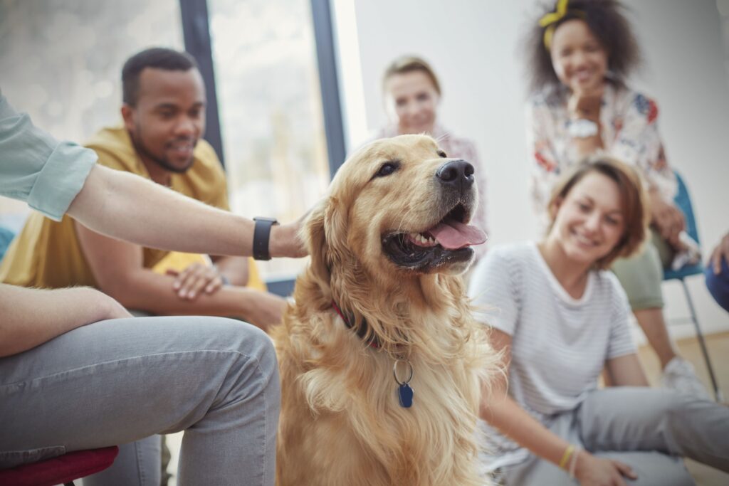 Pet Healthcare and Emergency Preparedness in Rehab