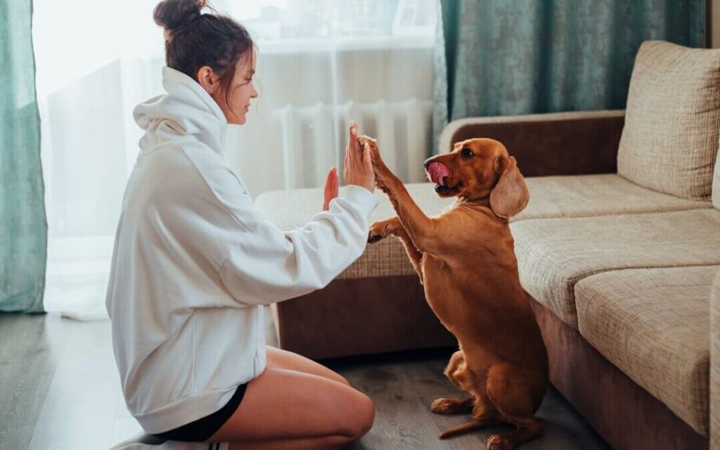 Myths About Pet-Friendly Rehab: Debunked Pet Friendly Rehabs