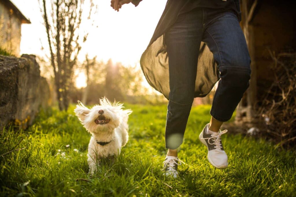 What Are the Costs Associated with Pet-Friendly Rehab in Southern California?