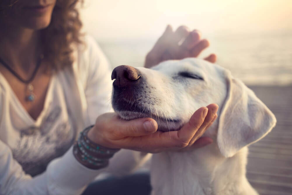 Pet-Friendly Addiction Treatment in Southern California