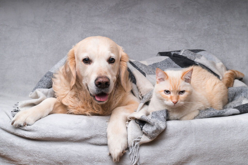 The Role of Pets in Inpatient Rehab Programs: Healing Through Companionship Pet Friendly Rehabs