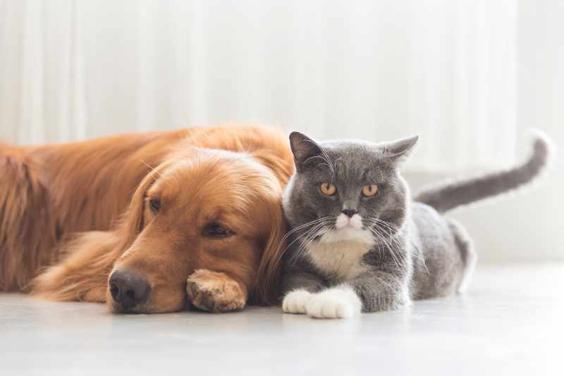 Exploring the Relationship Between Pets and Recovery Success Rates Pet Friendly Rehabs