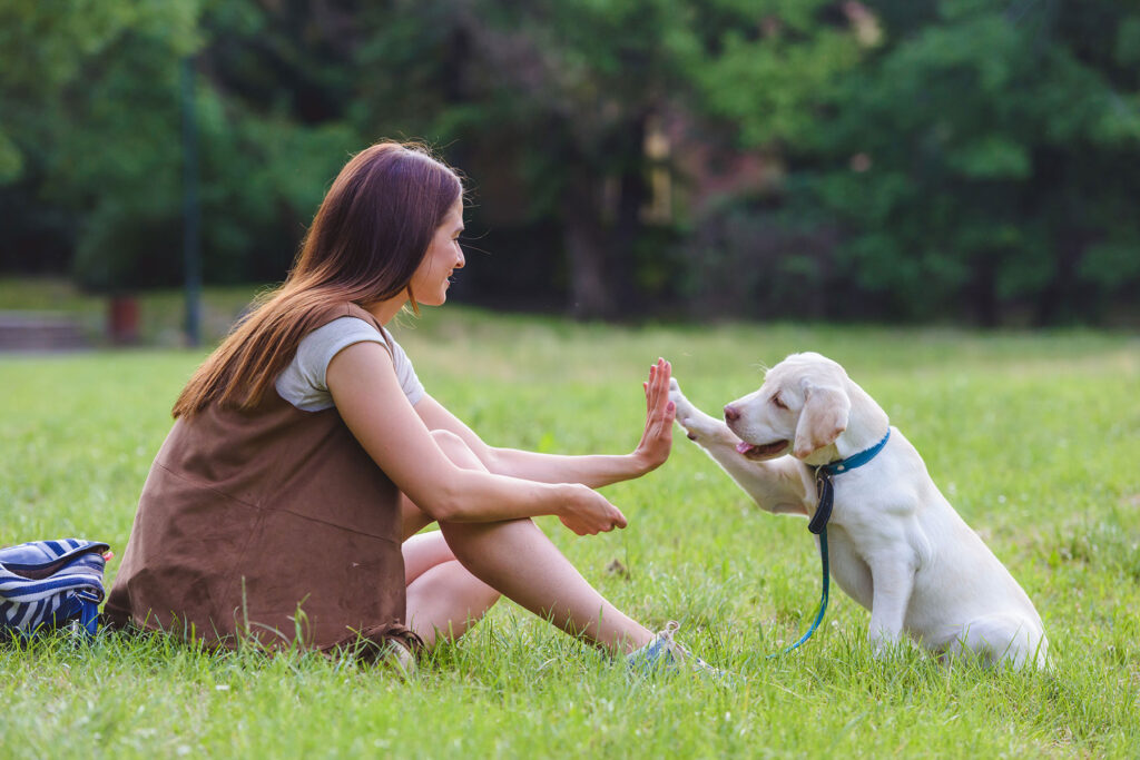 Pet-Friendly Activities and Amenities in Southern California Rehab Facilities Pet Friendly Rehabs