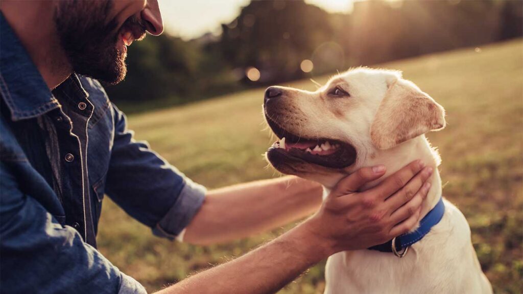 Stories of Healing: Real-Life Accounts of Pet-Friendly Rehab in California Pet Friendly Rehabs