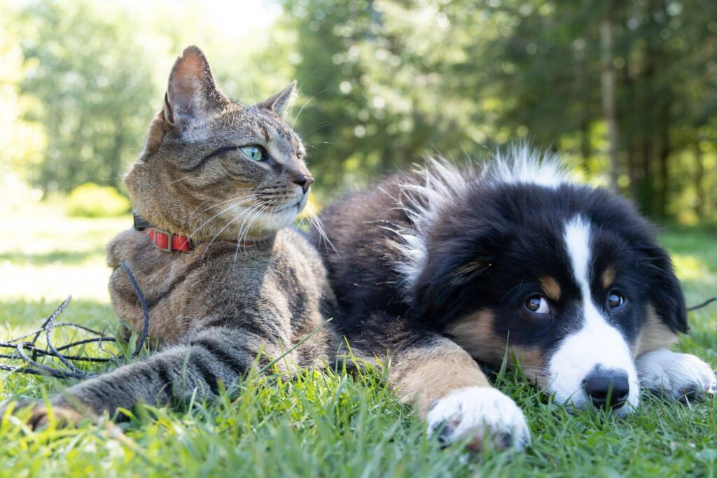 How Pets Transform the Rehab Experience: A Path to Healing at Pet Friendly Rehab in California