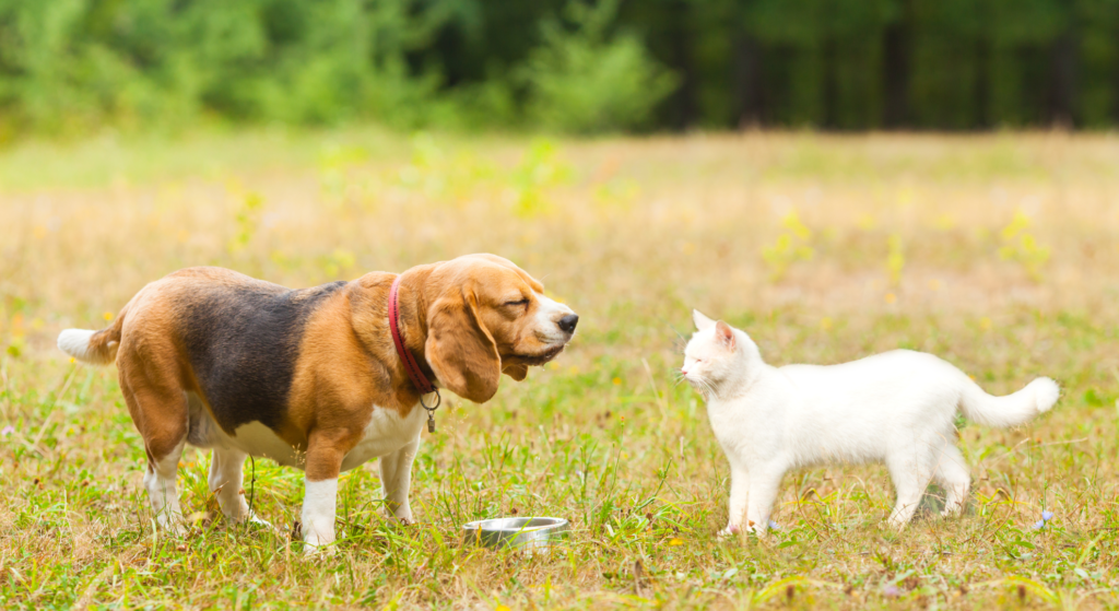 Healing Together: Exploring Pet-Friendly Rehab at Pet Friendly Rehab in California