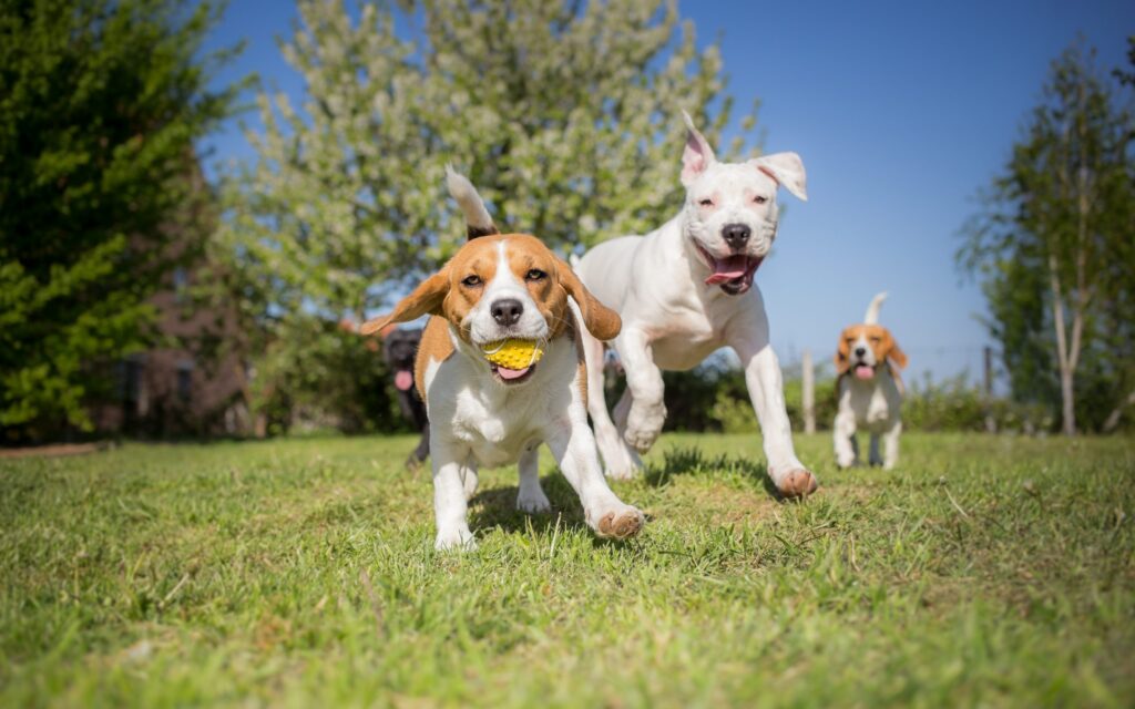 Exploring Outdoor Activities with Pets in Rehab: A Journey of Healing and Connection Pet Friendly Rehabs