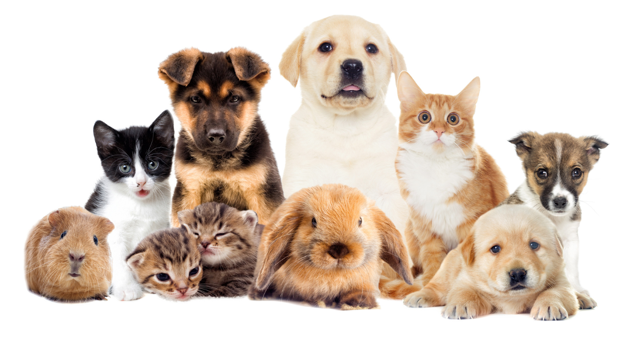 Rehab that welcomes furry friend