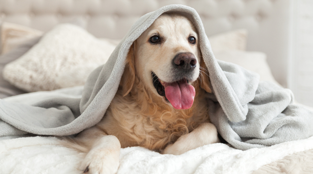 What Are the Top Rehabs That Allow Pets in Arizona?